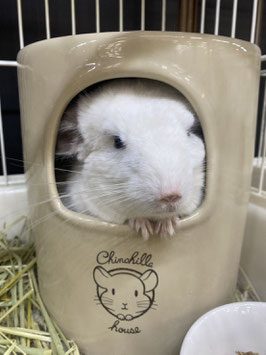 チンチラ　ホワイト　オス　仙台ズーモア店　販売