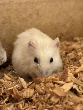 ジャンガリアンハムスター　パールホワイト　仙台EBeanS店　販売