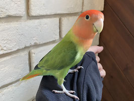 コザクラインコ　オパーリン　オス　福島店　販売