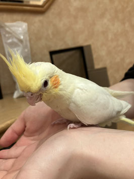 オカメインコ　ルチノー　秋田中央店　販売