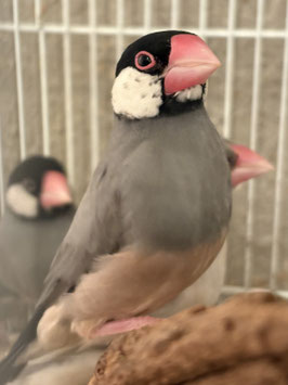 桜文鳥　仙台EbeanS店　販売