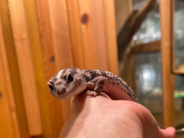 ニシアフリカトカゲモドキ　ホワイトアウトhetゴーストズールー　メス　仙台EBeanS店　販売