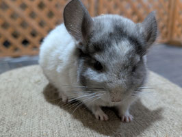 チンチラ　パイド①　オス　盛岡店　販売