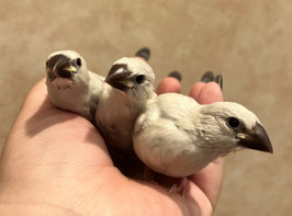 シルバー文鳥　秋田イオン中央店　販売