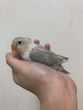 シロボタンインコ　仙台店　販売