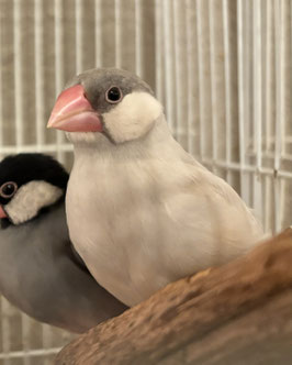 シルバー文鳥　仙台EbeanS店　販売
