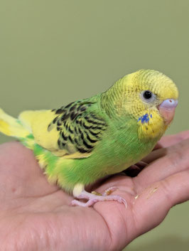 セキセイインコ　盛岡店　販売