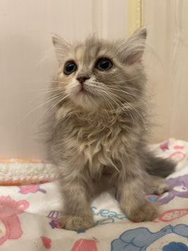 ラガマフィン♀　ベビー販売　仙台EBeanS店