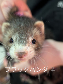 マーシャルフェレット　ブラックパンダ　ベビー　メス　盛岡店　販売