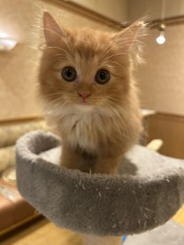 ノルウェージャン　ベビー販売　秋田中央店