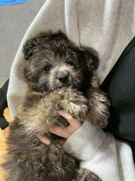 MIX犬　ベビー販売　八戸店