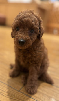 犬ハーフ　ベビー販売　秋田イオン中央店