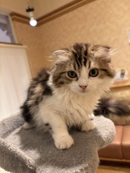 スコティッシュフォールド　ベビー販売　秋田イオン中央店