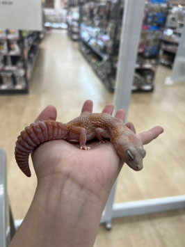 ニシアフリカトカゲモドキ　キャラメルオレオズール　オス　仙台ズーモア店　販売