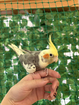 オカメインコ　パイド　秋田イオン中央店販売