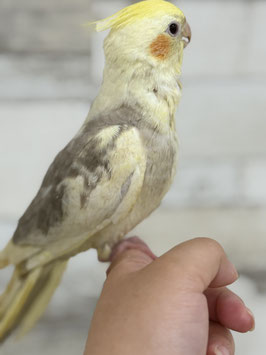 オカメインコ　シナモンパイド　栃木店販売