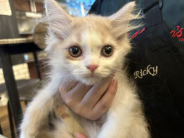 菅野様専用カート　スコティッシュフォールド販売　福島店