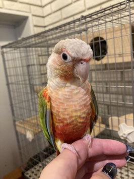 ホオミドリアカウロコインコ　パイナップル　福島店　販売