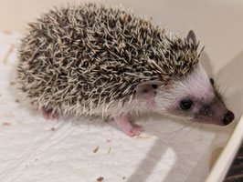 ハリネズミ　ノーマル　ベビー　オス　盛岡店　販売