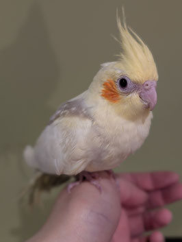 オカメインコ　ヘビーパイド　盛岡店　販売