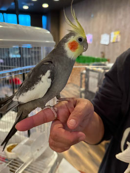 オカメインコ　ノーマル　オス　仙台店　販売