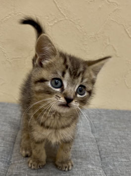 スコティッシュフォールド♂　秋田アマノ店販売