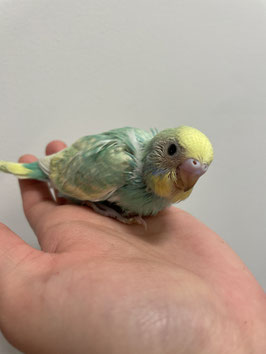 セキセイインコ　パステルカラー　仙台泉店販売