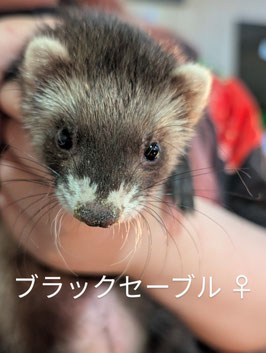 マーシャルフェレット　ブラックセーブル　ベビー　メス　盛岡店　販売