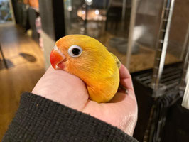 イエローボタンインコ　福島店　販売