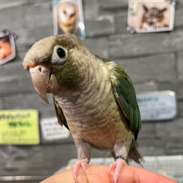 ウロコインコ　ブルーパイナップル　メス　仙台店　販売