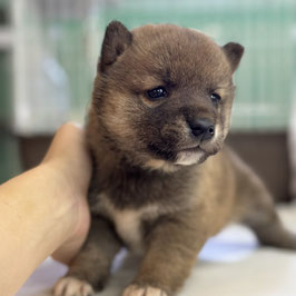 柴犬　ベビー販売 厨川店