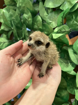 ミーアキャット　ベビー　オス　秋田イオン中央店販売