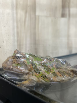 クラウンウェルツノガエル　栃木店販売