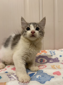 ノルウェージャンフォレストキャット♀　ベビー販売　仙台EBeanS店