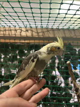 オカメインコ　パイド　秋田中央店　販売