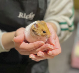 ゴールデンハムスター　秋田店　販売