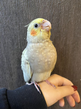 オカメインコ　シナモンパール　仙台店　販売