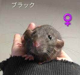 ファンシーラット　栃木店S　販売