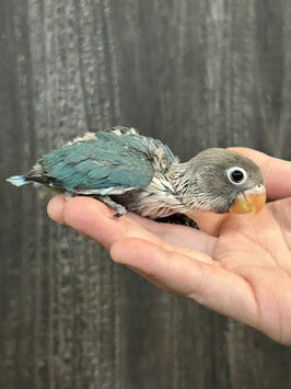 ブルーボタンインコ　雛　新潟店　販売