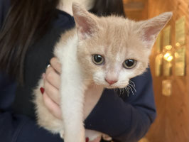 セルカークレックス♀　福島店販売