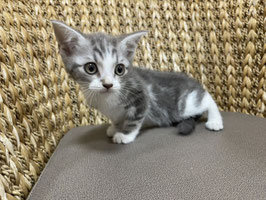 スコティッシュフォールド　ベビー販売　栃木店