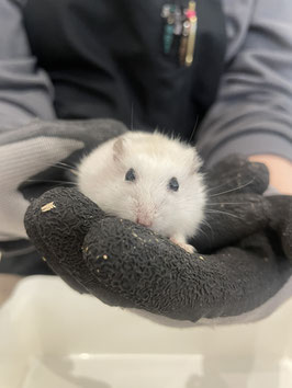 ジャンガリアンハムスター　パールホワイト　仙台泉店　販売