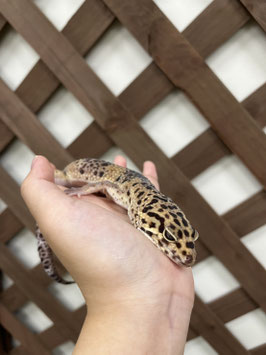 レオパードゲッコー　オス　秋田アマノ店　販売