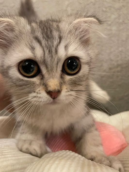 マンチカン　ベビー販売　仙台EBeanS店