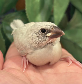 シルバー文鳥　秋田イオン中央店販売