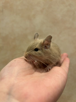 デグー　サンド　べビー　メス　秋田中央店　販売