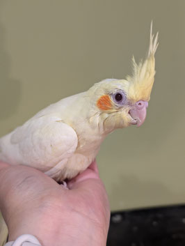 オカメインコ　ルチノー　盛岡店　販売