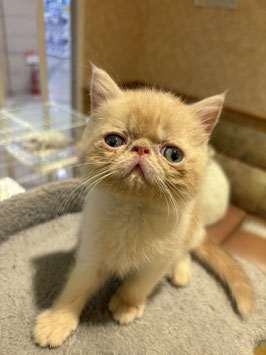 エキゾチック　ベビー販売　秋田イオン中央店