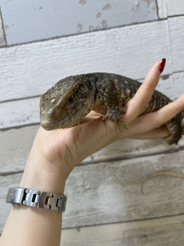 サバンナモニター　栃木店販売