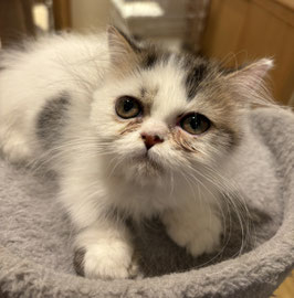 マンチカン　ベビー販売　秋田イオン中央店